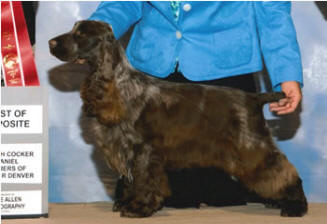 Cookie, Champion English Cocker Spaniel bred by Starvue English Cocker Spaniels