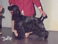 Dolly, the next step in creating Starvue English Cocker Spaniels, breeders of Champion Englosh Cocker Spaniels