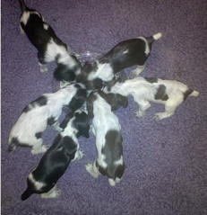 English Cocker Spaniel Puppies for sale