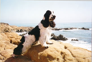 Puzzle, Champion English Cocker Spaniel bred by Starvue English Cocker Spaniels