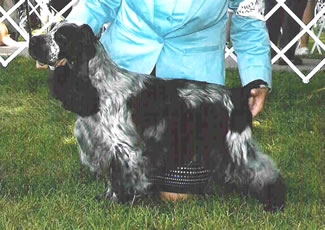 Silas, Champion English Cocker Spaniel bred by Starvue English Cocker Spaniels